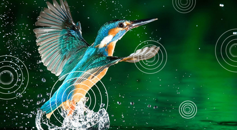 Âm thanh sống động với công nghệ Dolby Digital, Dolby Digital Plus