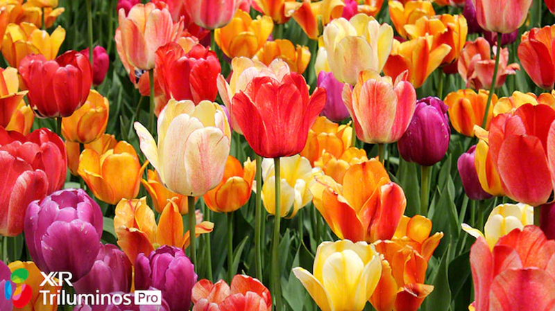 Android Tivi Sony 4K 55 inch XR-55X90 - Hàng chính hãng