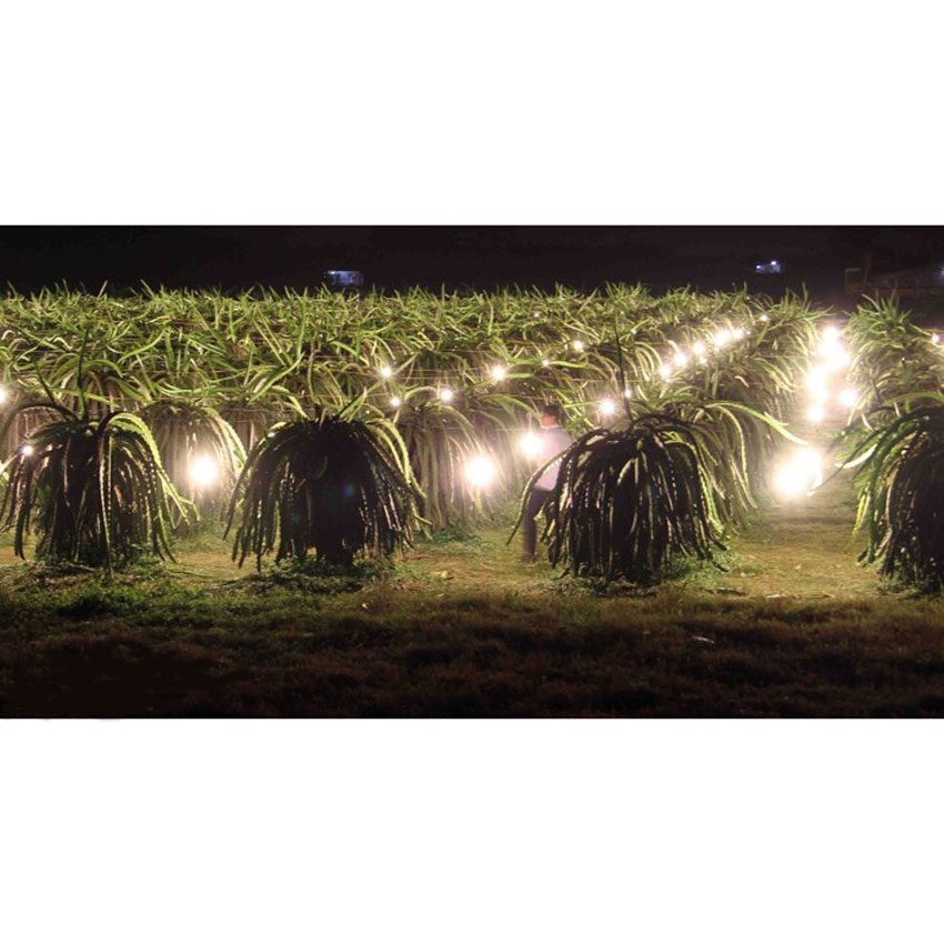 Bóng đèn led Panasonic LDAHV8DG4A - Hàng chính hãng