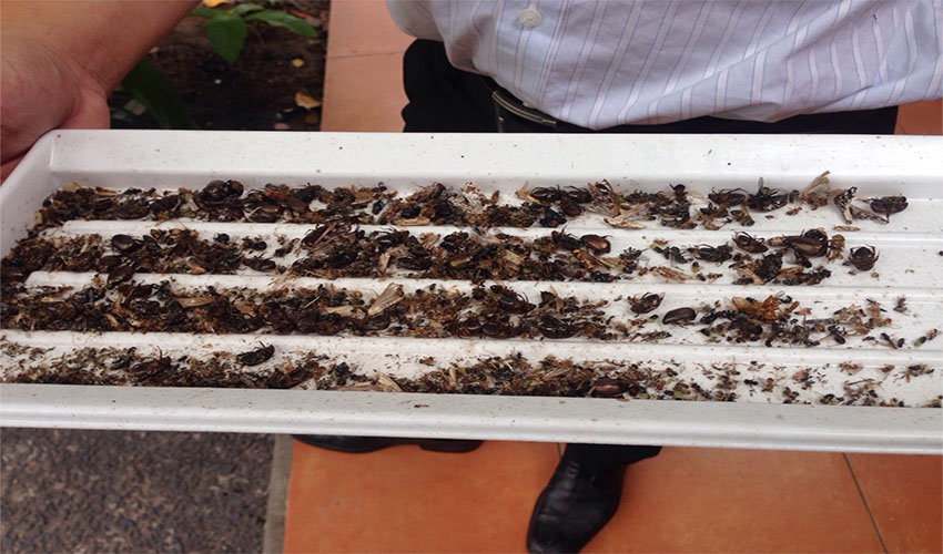 Đèn diệt côn trùng Đại Sinh DS-D202 - Hàng chính hãng