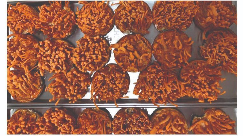 Máy sấy Ánh Dương AD mini1 phiên bản sắt sơn tĩnh điện - Hàng chính hãng