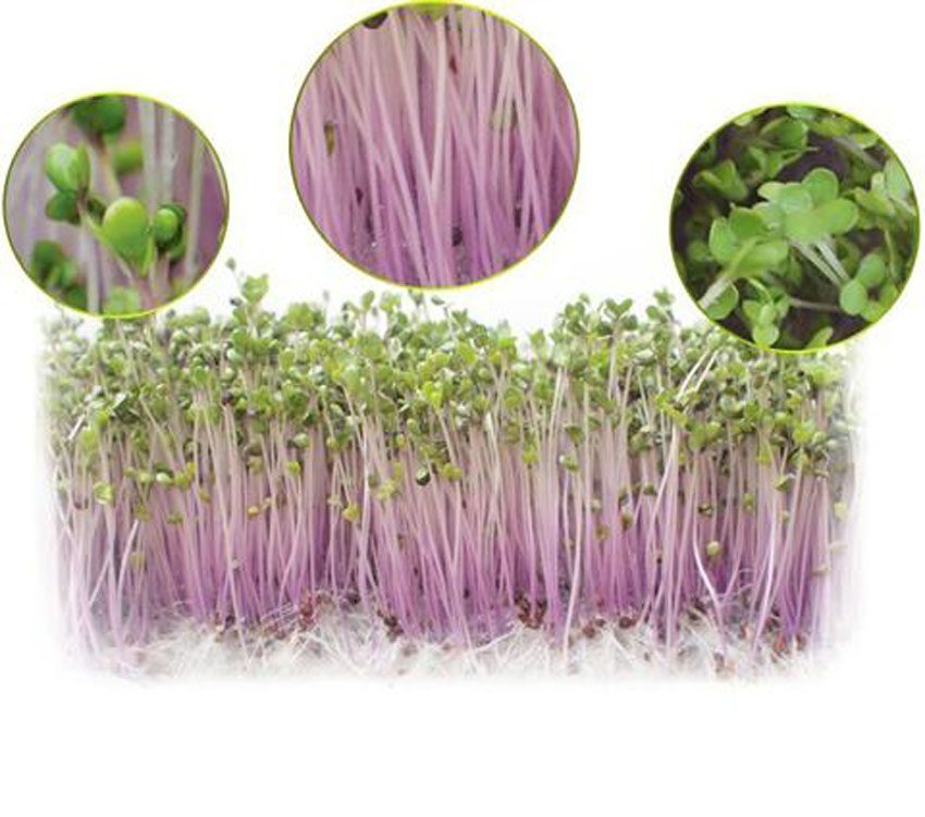 Máy làm rau mầm Kangaroo KG-261 - Hàng chính hãng