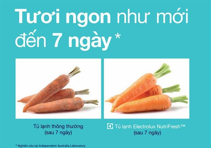 Tủ Lạnh Electrolux EHE5220AA - Hàng chính hãng