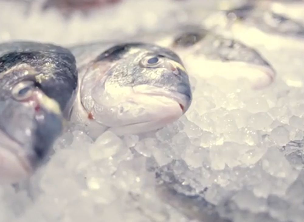 may-lam-da-hoshizaki-FM-480AKE-3